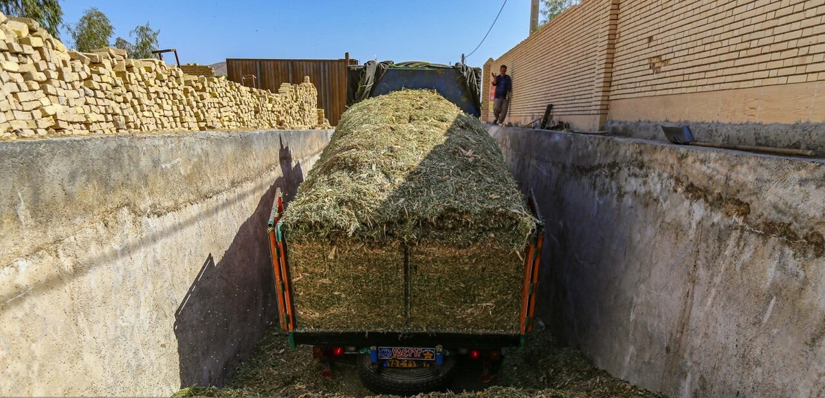 تصاویر| توزیع ۱۰۰۰ تن نهاده دامی در یزد