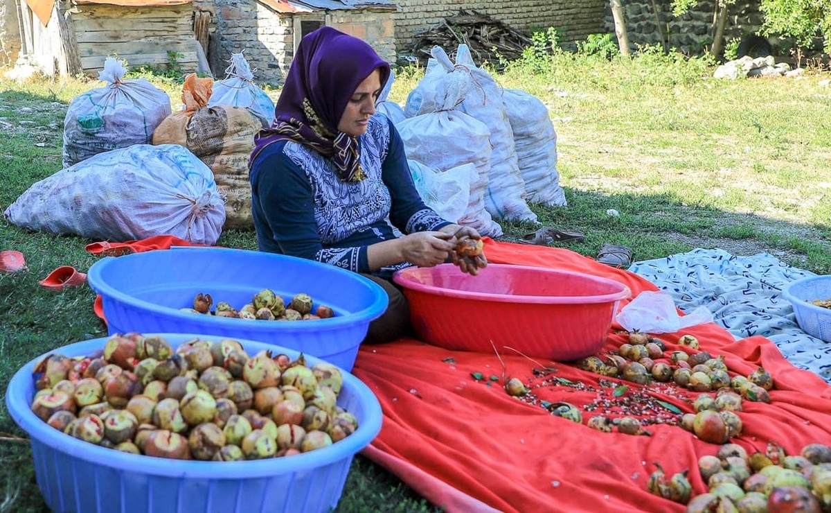 تصاویر| برداشت و پخت رب انار در یزد و گلستان