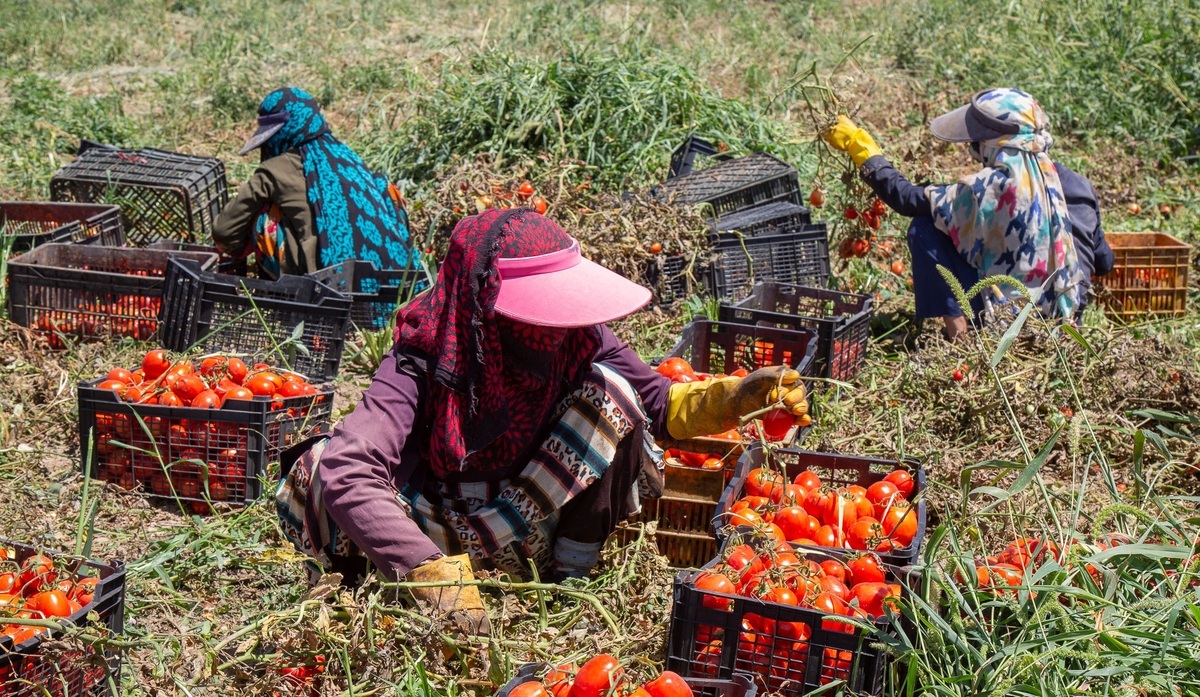 تصاویر| زنان کارگر در زمین‌های کشاورزی