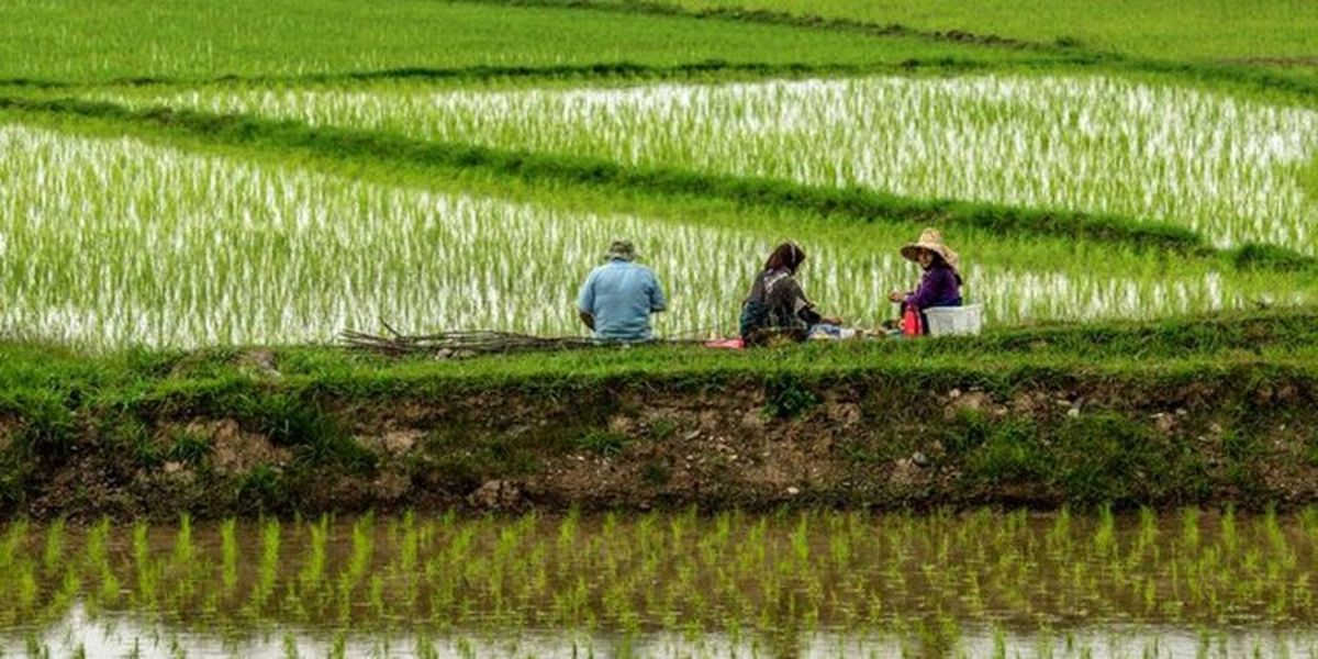 ورود مجلس به افزایش قیمت برنج