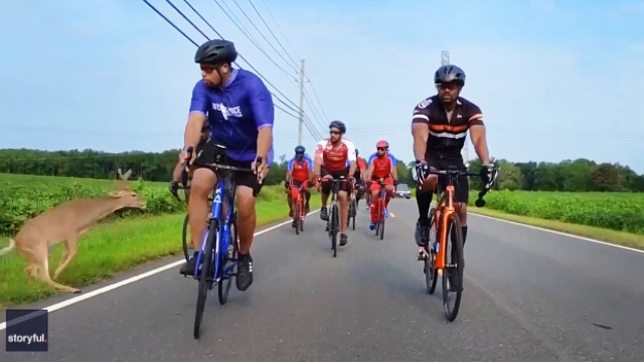 فیلم| تصادف آهو با یک دوچرخه سوار