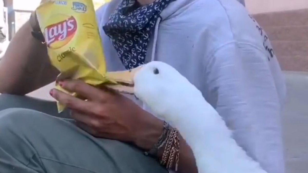 فیلم| عکس العمل جالب اردک به مردی که کنارش غذا می‌خورد