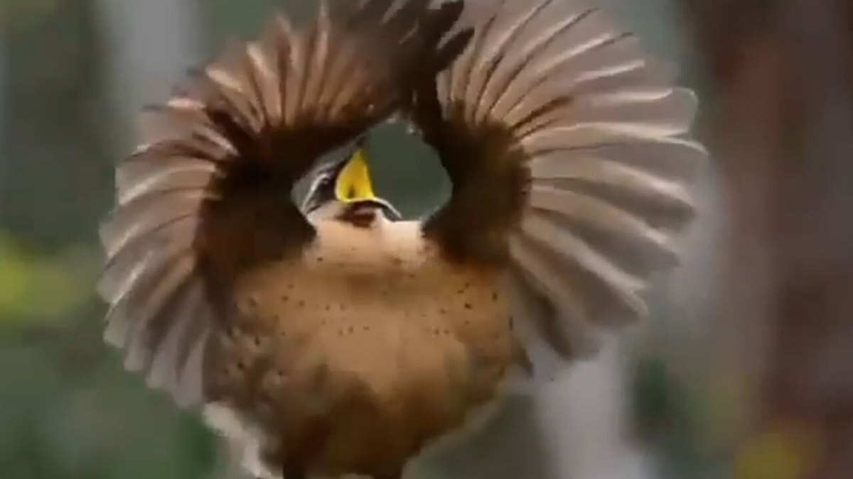 فیلم| حرکات جالب مرغ تفنگچی ویکتوریا برای جلب توجه جفت خود