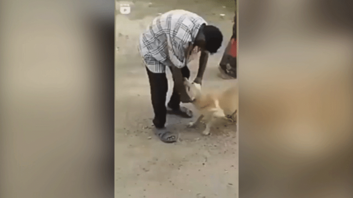 فیلم| نجات سگ از چنگال مرد هندی توسط یک گاو!