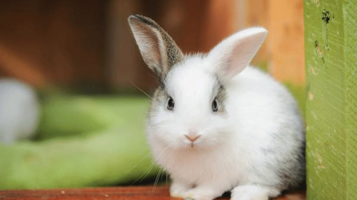 فیلم| خرگوشی که مزاحم کار صاحبش می شود