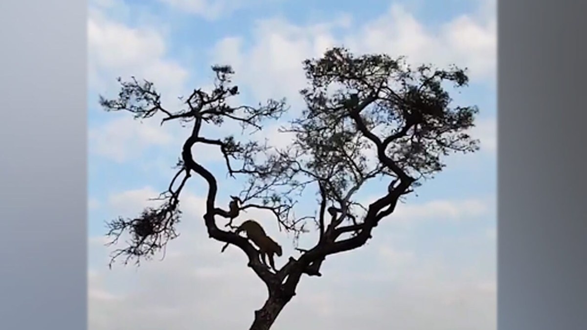 فیلم| تعقیب و گریز پلنگ گرسنه و میمون در بالای یک درخت