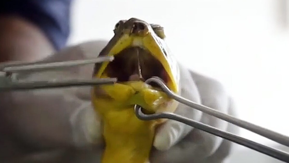 فیلم| تلاش دامپزشکان برای درآوردن قلاب فلزی از دهان یک لاک پشت