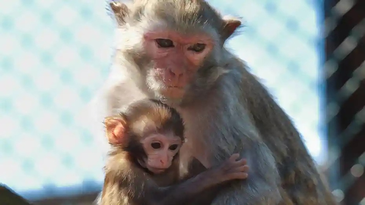 فیلم| غریزه مادری در میان میمون‌ها