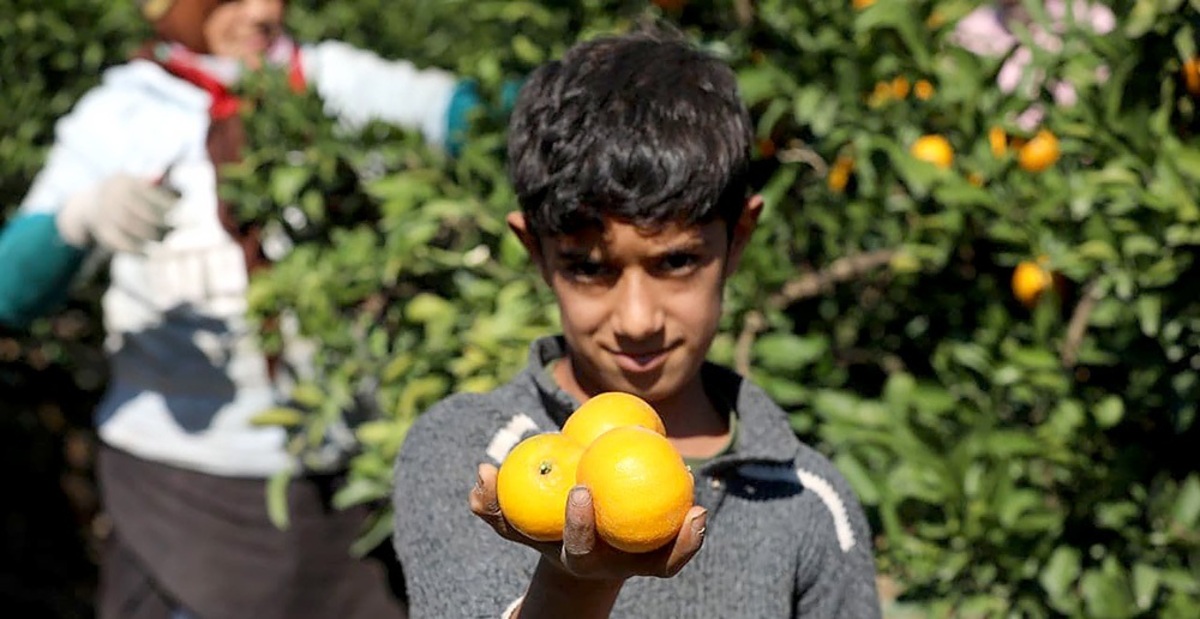 تصاویر| برداشت پرتقال از باغات مرکبات مازندران