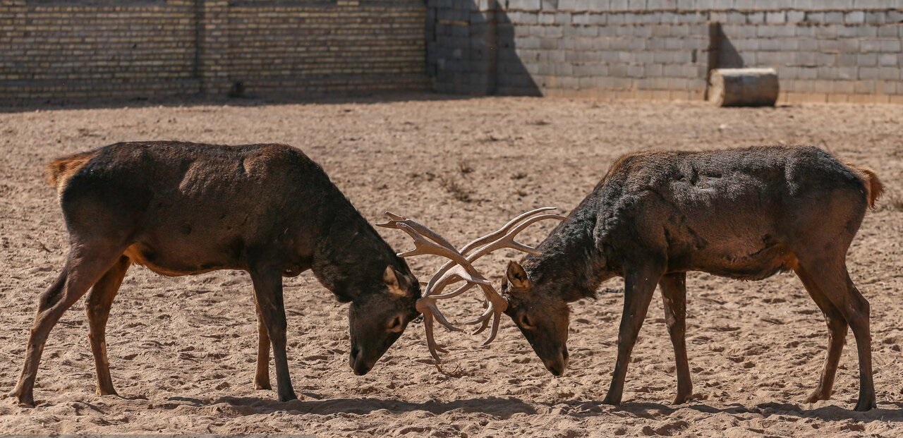 تصاویر| گوزن قرمز ایرانی