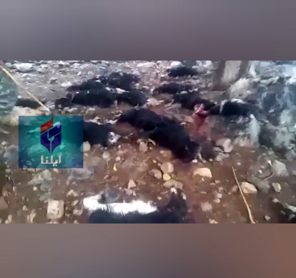 یک چوپان و ۴۰ گوسفند، اولین تلفات باران‌های پاییزی در خوزستان
