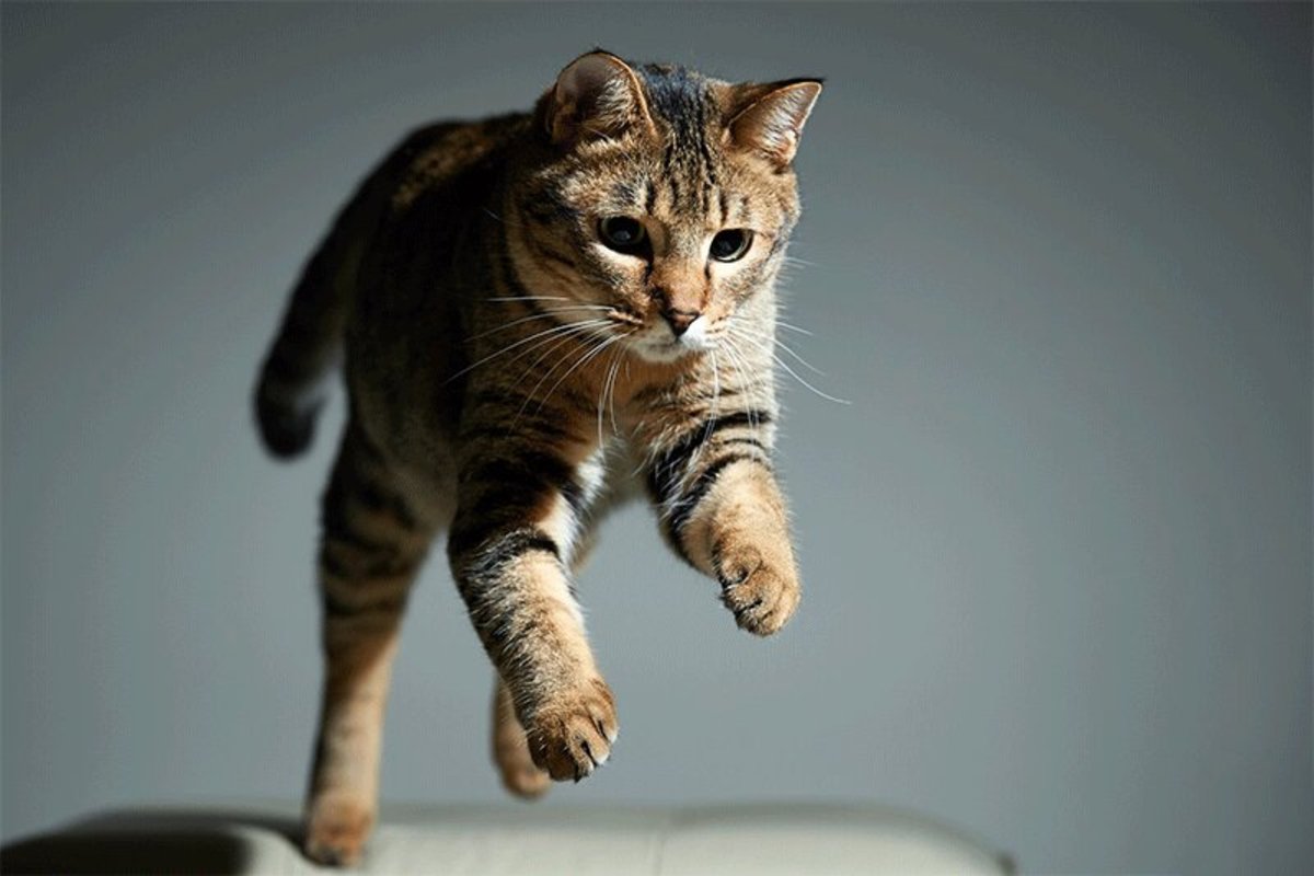 فیلم| جهش شگفت‌انگیز یک گربه و فرار تحسین‌برانگیز از یک گودال