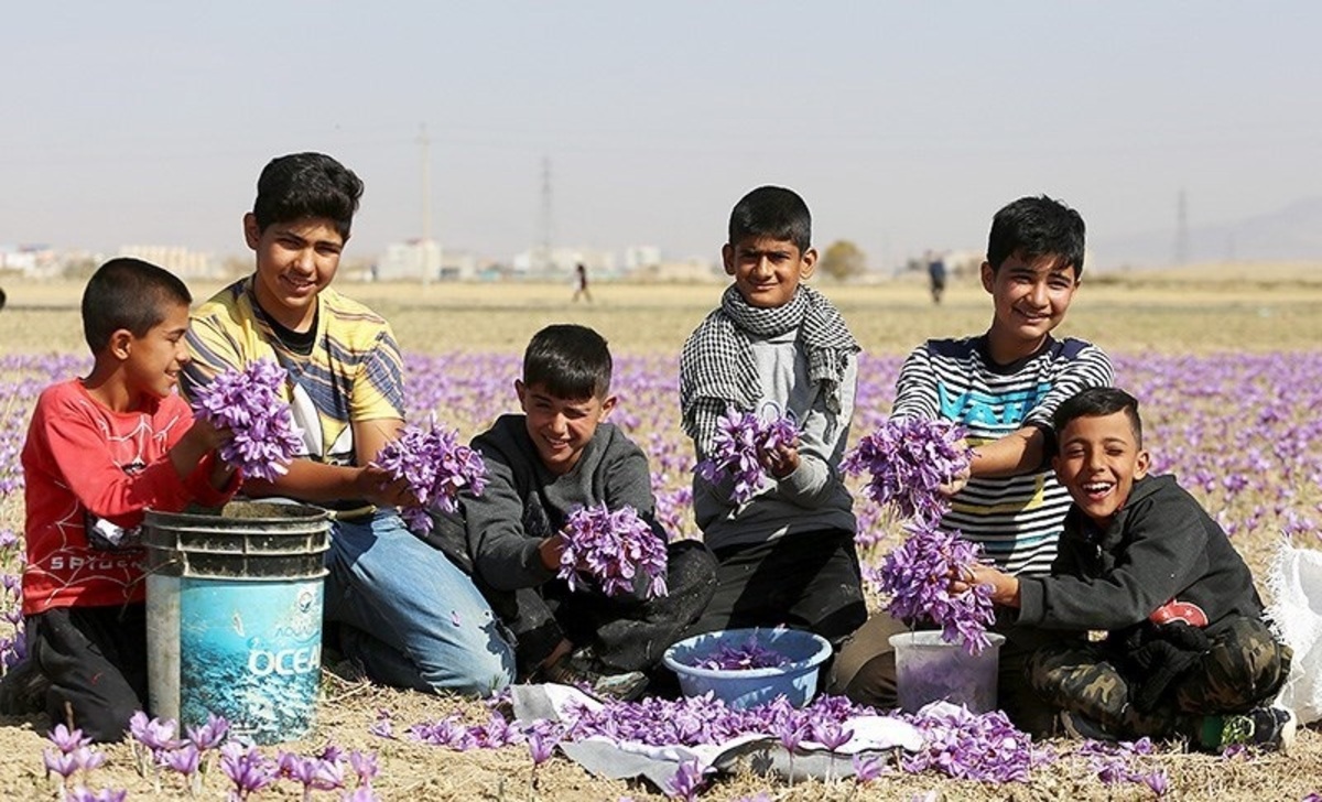 تصاویر| برداشت زعفران از مزارع استان همدان