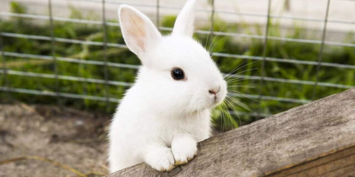 ۷ نکته درباره خرگوش‌ها