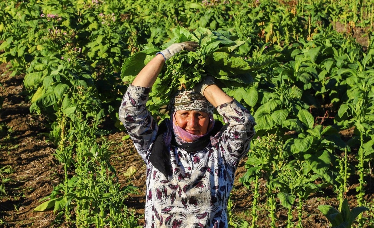تصاویر| برداشت توتون از مزارع استان گلستان