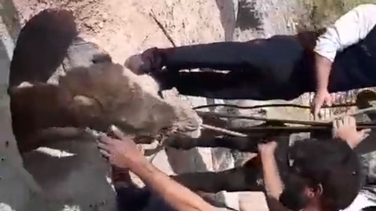 فیلم| نجات یک شتر از داخل چاه ۹ متری
