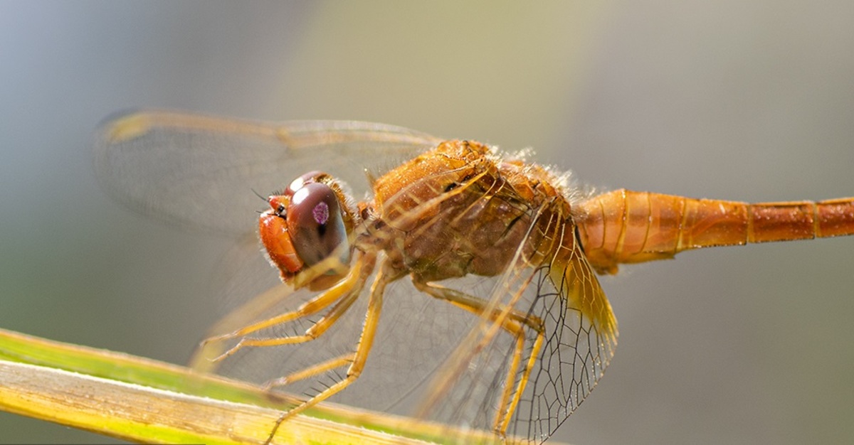 تصاویر| سنجاقک‌ها؛ حشرات مفید برای محیط زیست