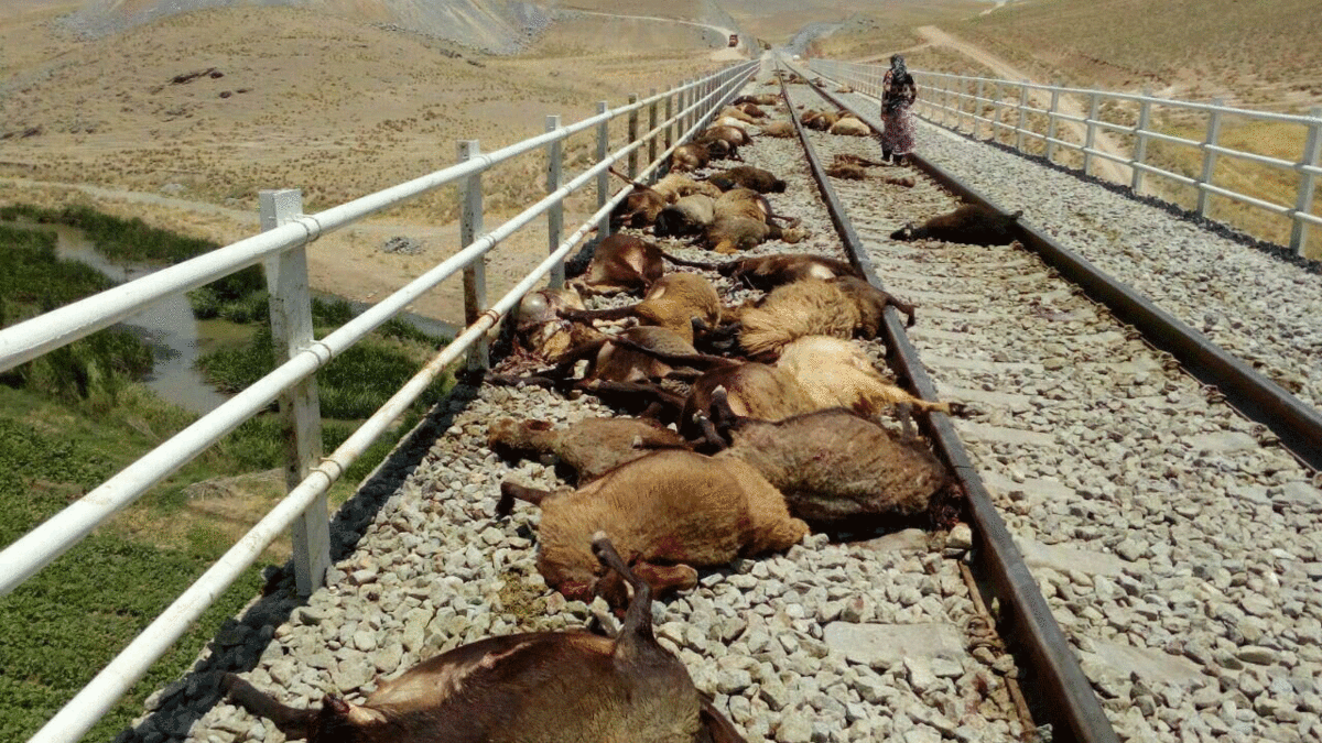 فیلم| برخورد قطار با گله گوسفندان در قزوین