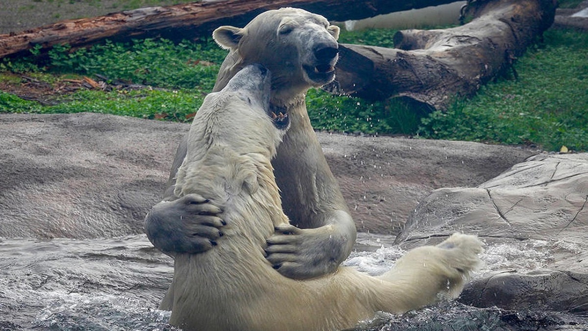 فیلم| درگیری شدید دو خرس قطبی در اولین ملاقات