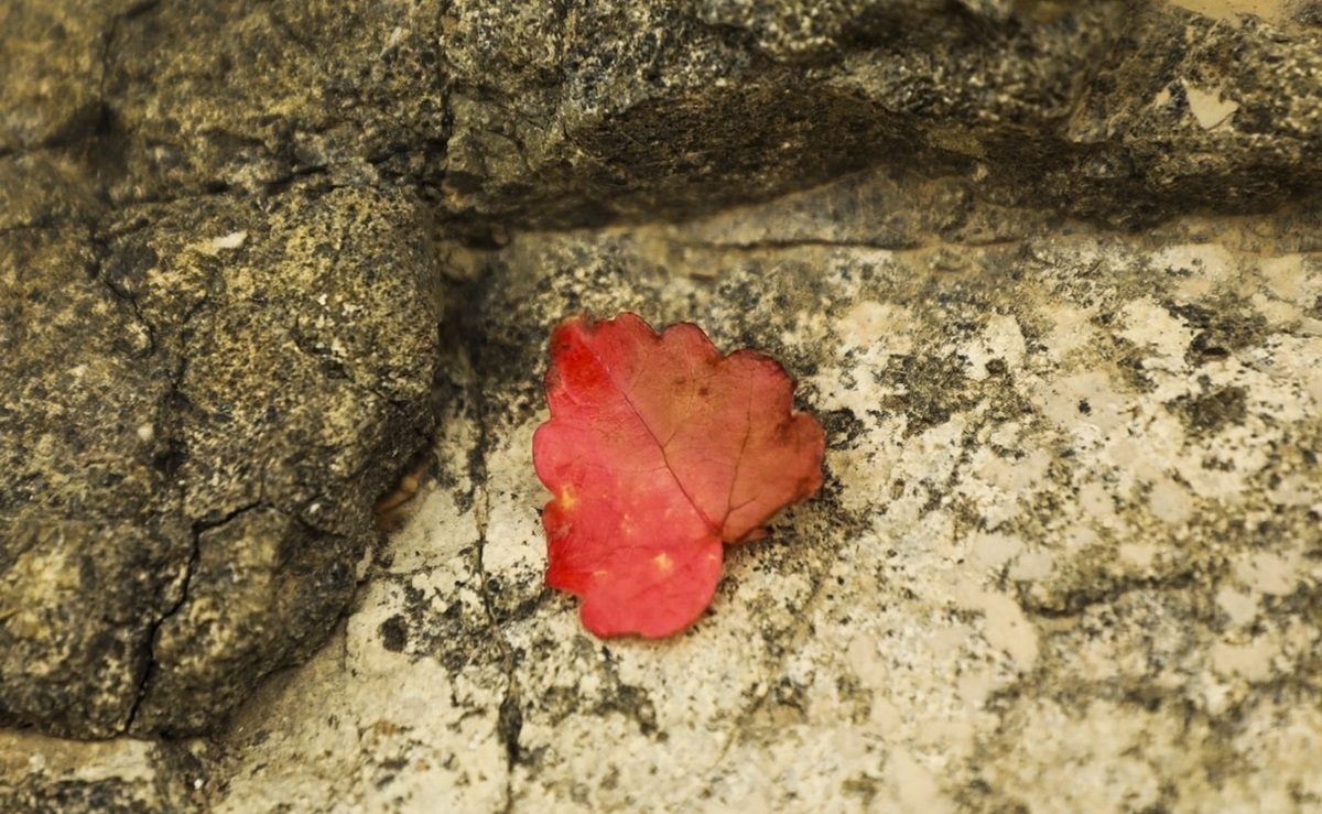 تصاویر| طبیعت پاییزی جاده چالوس