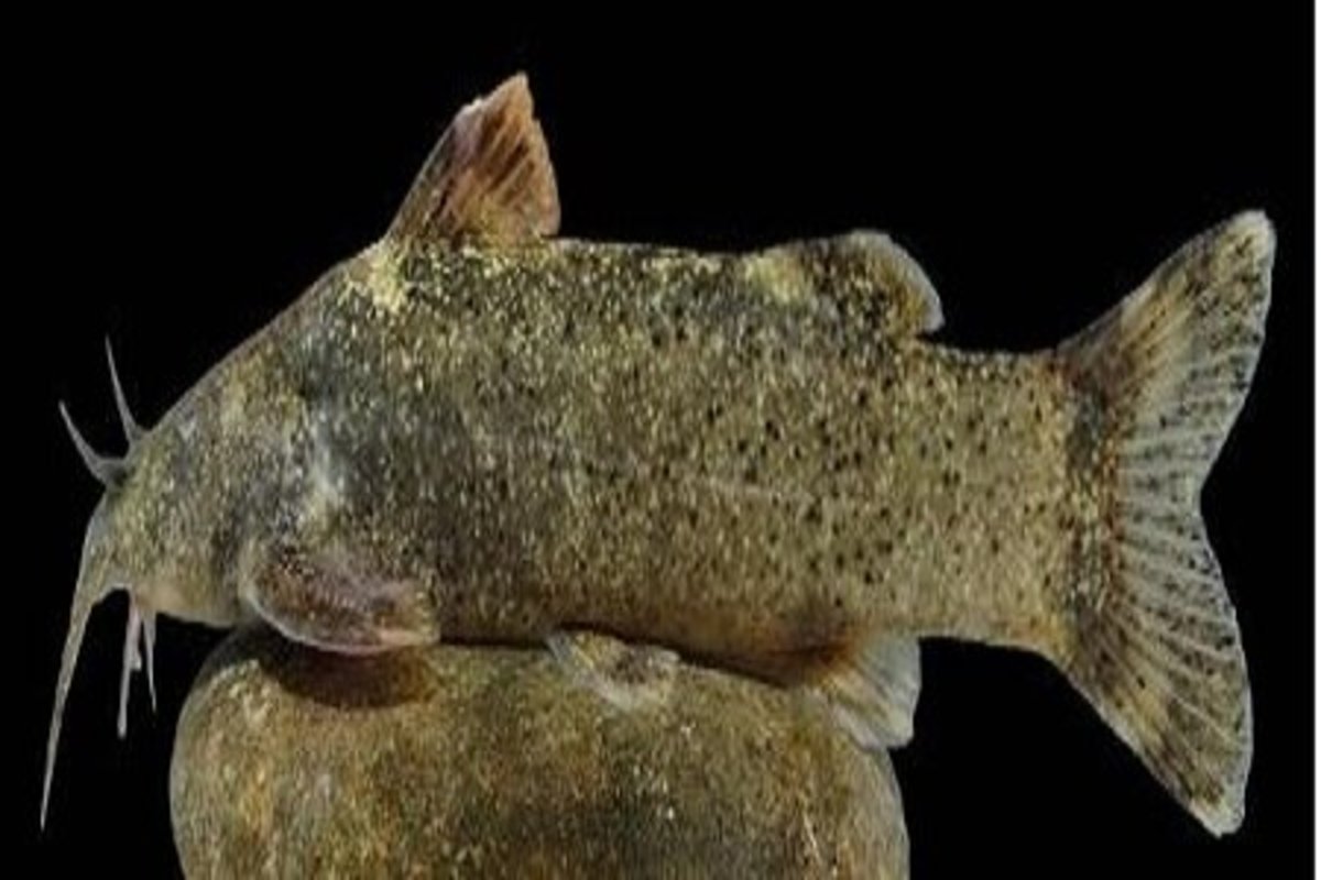 جزئیات کشف و ثبت جهانی گونه جدید ماهی به نام «علی دایی»