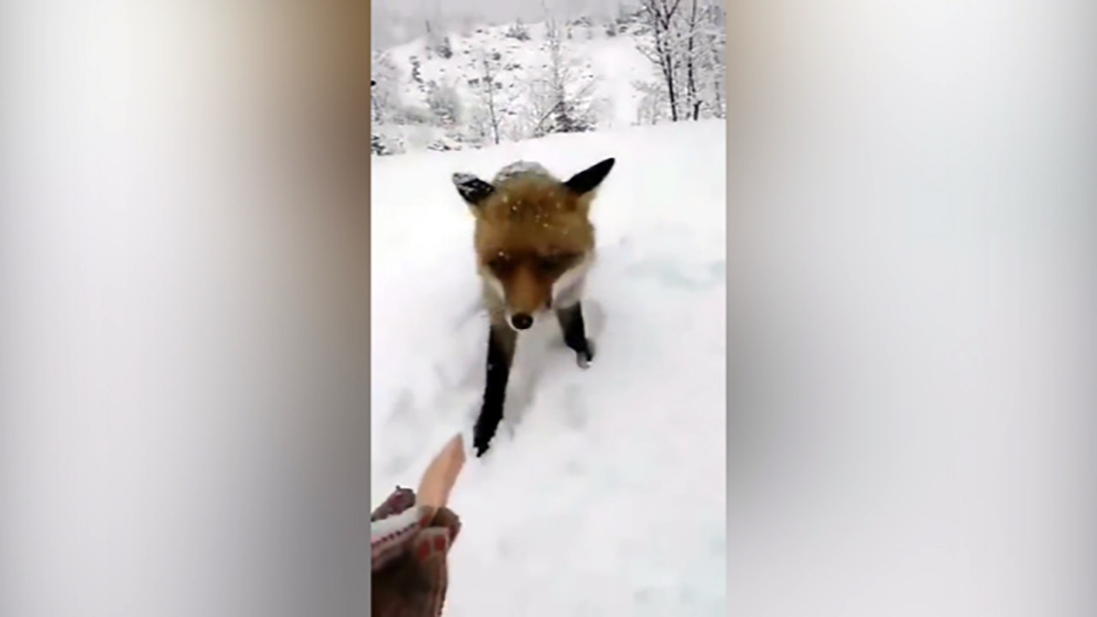 فیلم| حمله گربه به یک روباه