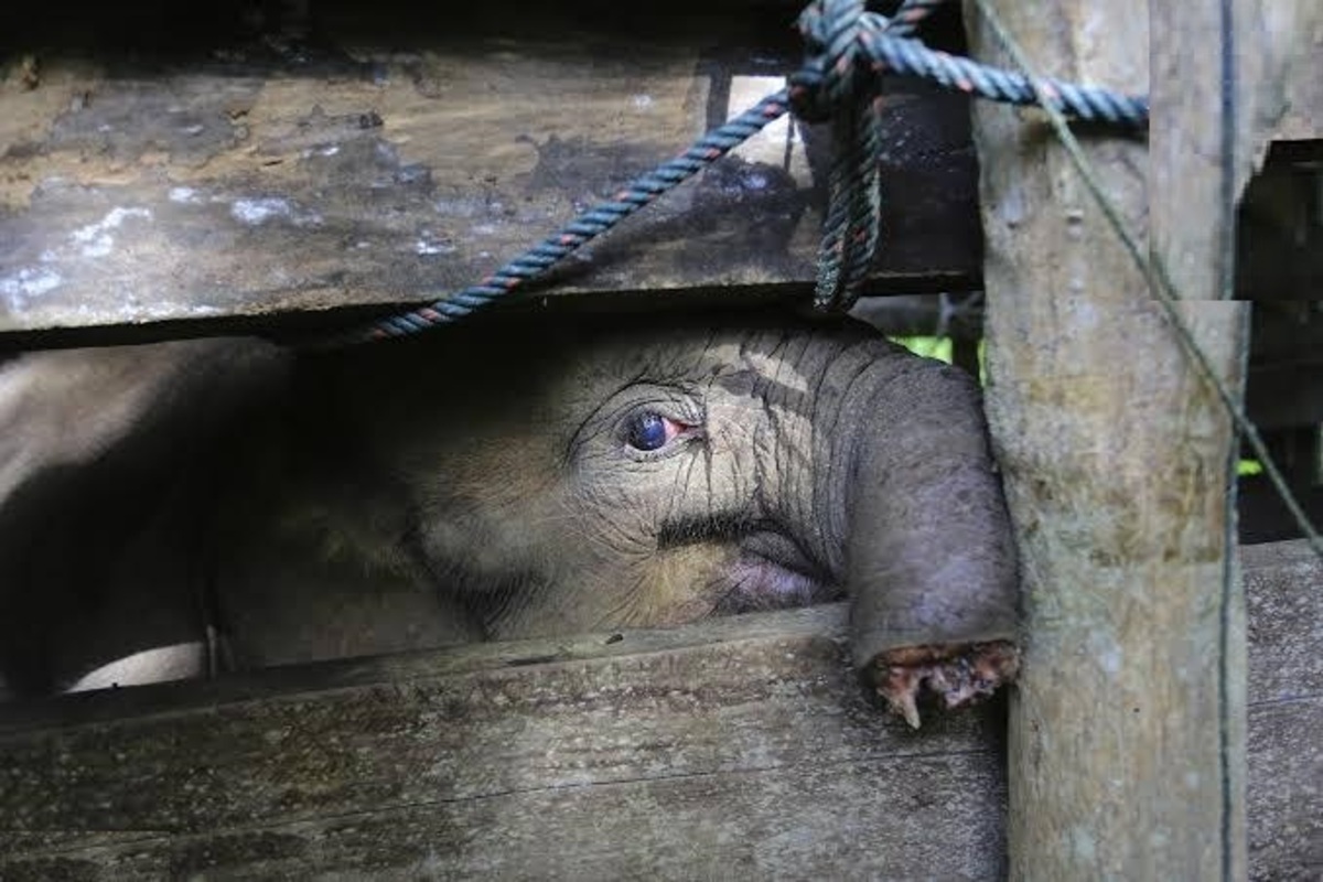 فیلم| قطع‌شدن خرطوم و مرگ بچه فیل با تله شکارچیان
