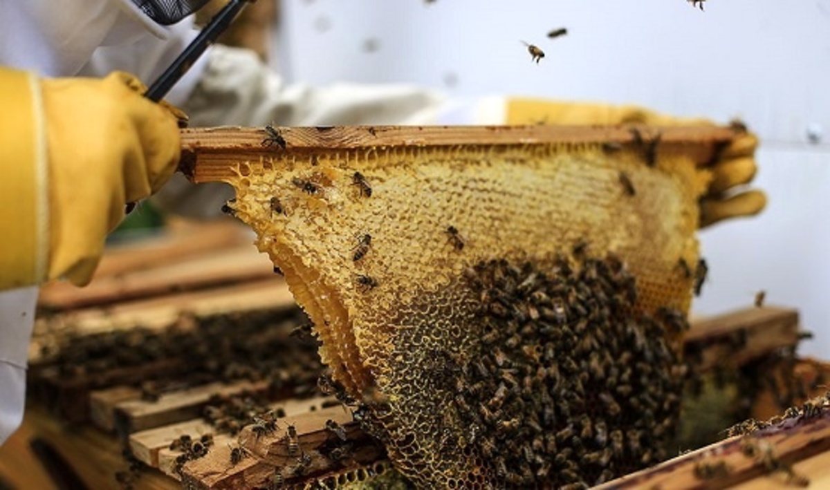 صادرات عسل متوقف شد