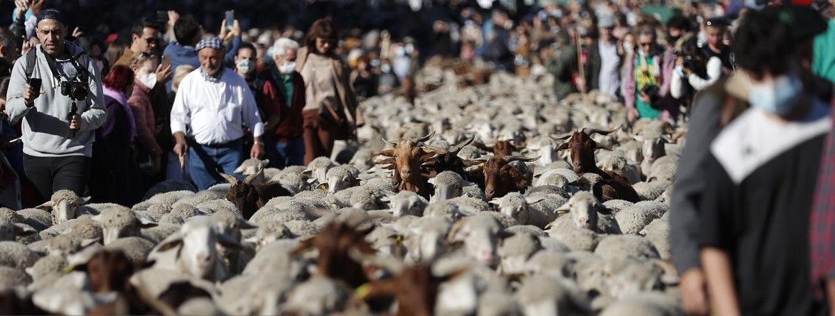 تصاویر| عبور هزاران گوسفند از سطح شهر مادرید