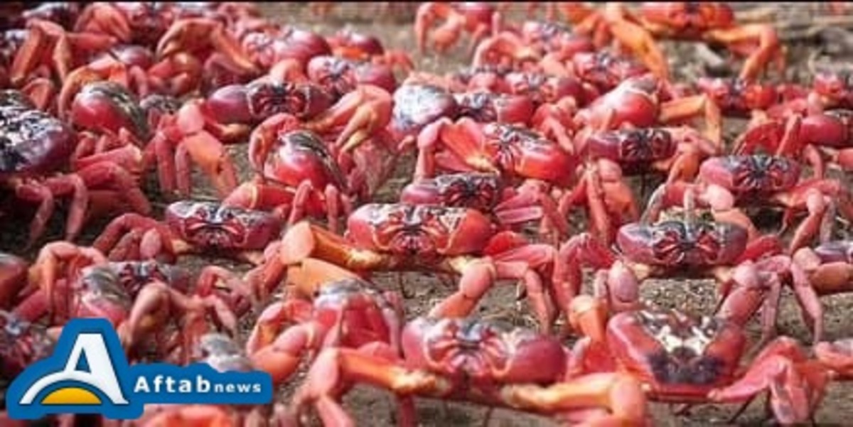 تصاویر| استرالیا در محاصره ۵۰ میلیون خرچنگ
