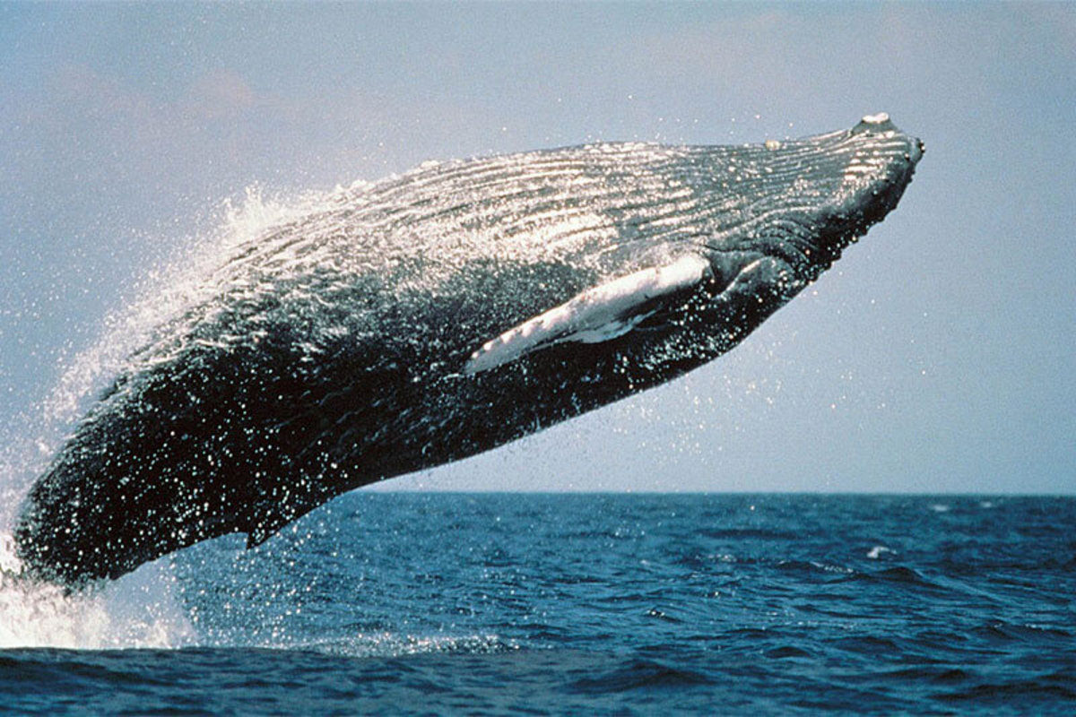 فیلم| تصاویری دیدنی از نهنگ کمیاب براید