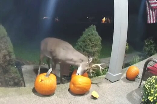 فیلم| خراب کردن هالووین به سبک یک گوزن!