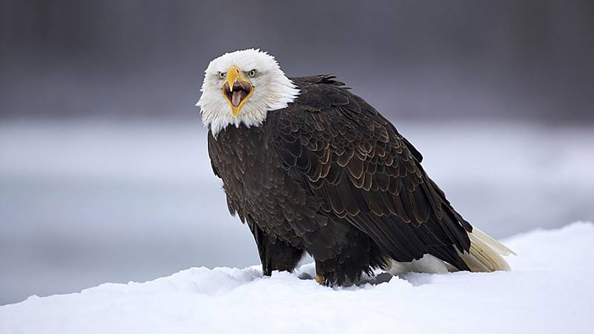 فیلم| بیدار شدن عقاب پس از طوفان برف