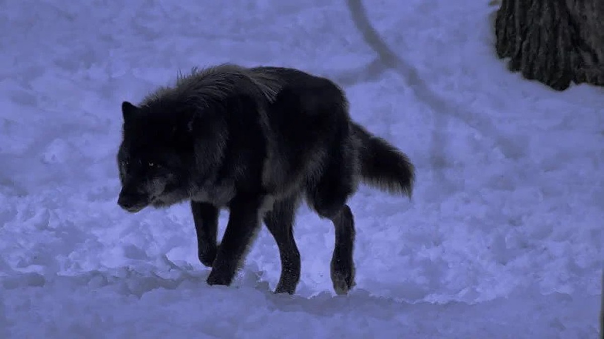 فیلم| شکار یک سگ کوچک توسط گرگ