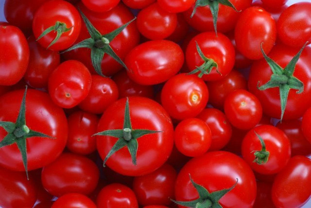 گرانی ۲۳۰ درصدی قیمت گوجه فرنگی