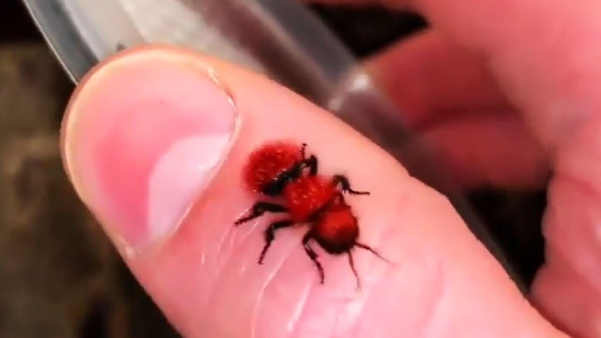 فیلم| مورچه‌های گاو کش را بشناسید
