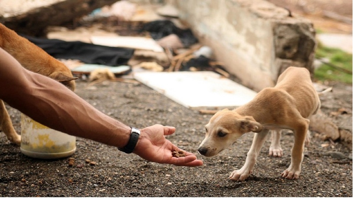 فیلم| درخواست کمک حیوانات برای نجات جانشان از انسان‌ها