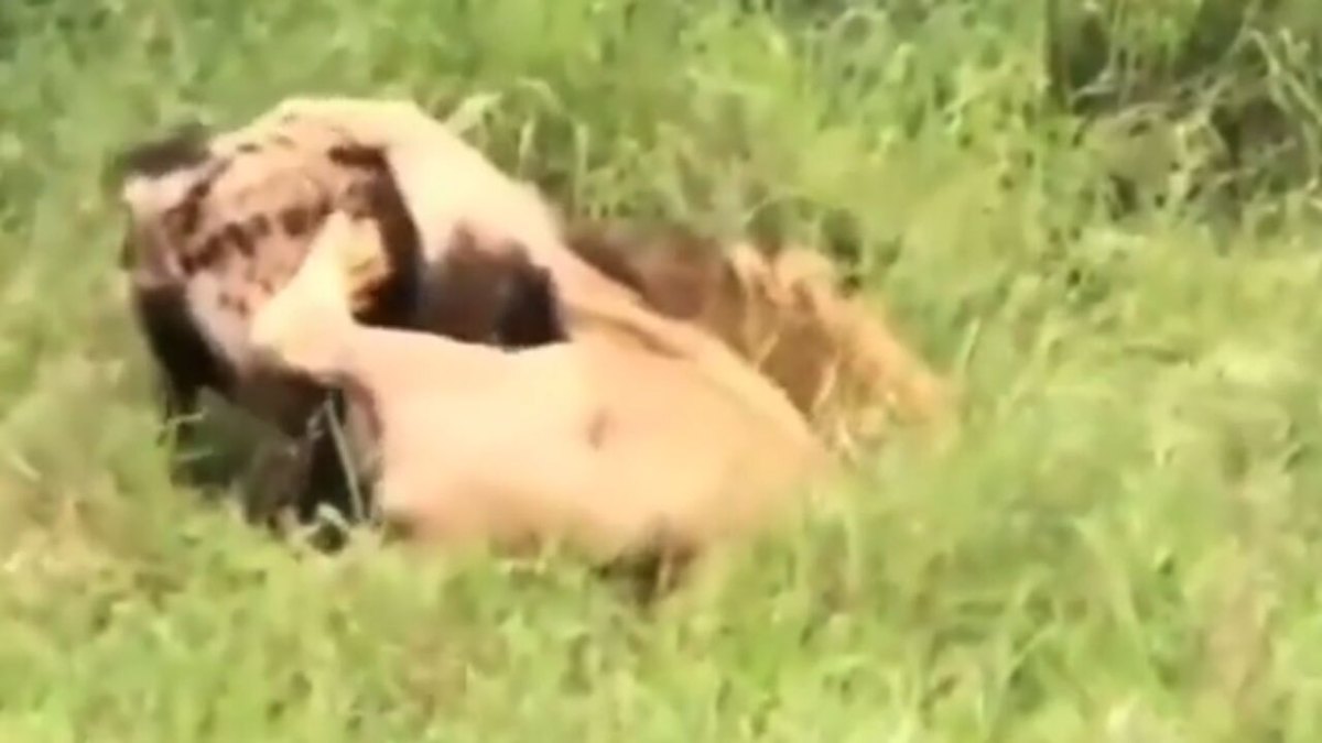 فیلم| لحظه درگیری میان شیر نر و کفتار