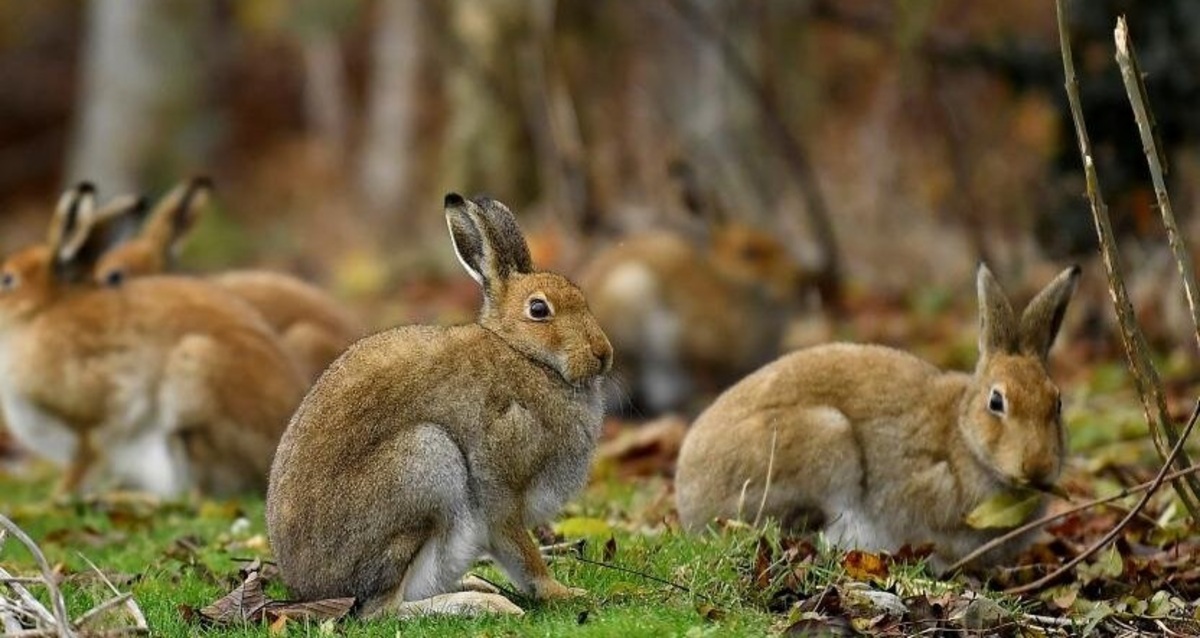 تصاویر| خرگوش‌های ایرلندی در فرودگاه