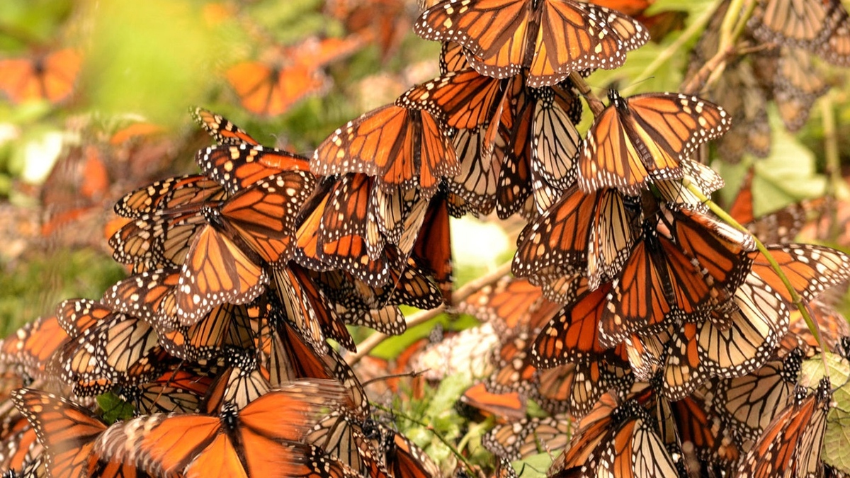 فیلم| دنیای پروانه‌ها را بهتر بشناسید