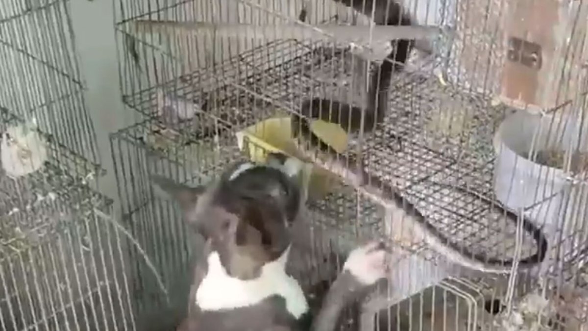 فیلم| سگی که پرندگان را از حمله مار نجات داد