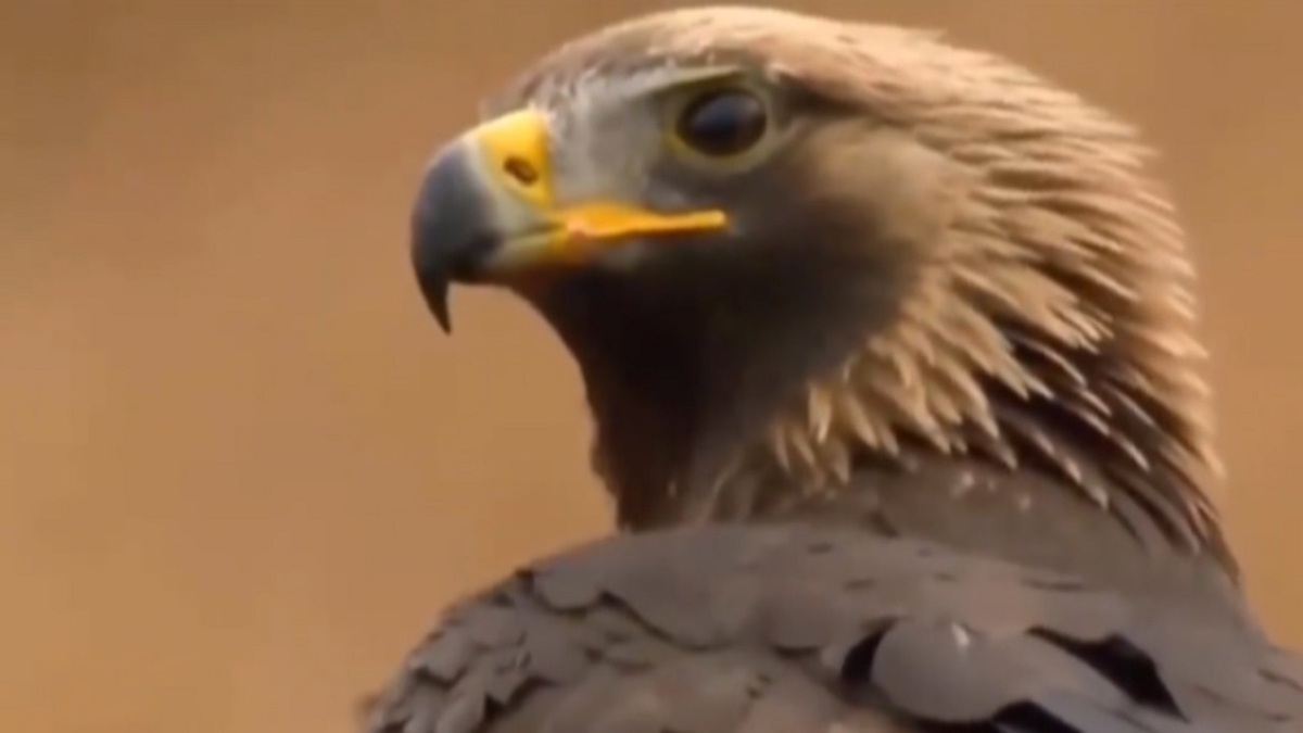 فیلم| شکار شدن حیوانات گوناگون توسط عقاب
