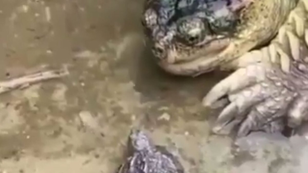 فیلم| لحظه هم‌نوع خواری لاکپشت