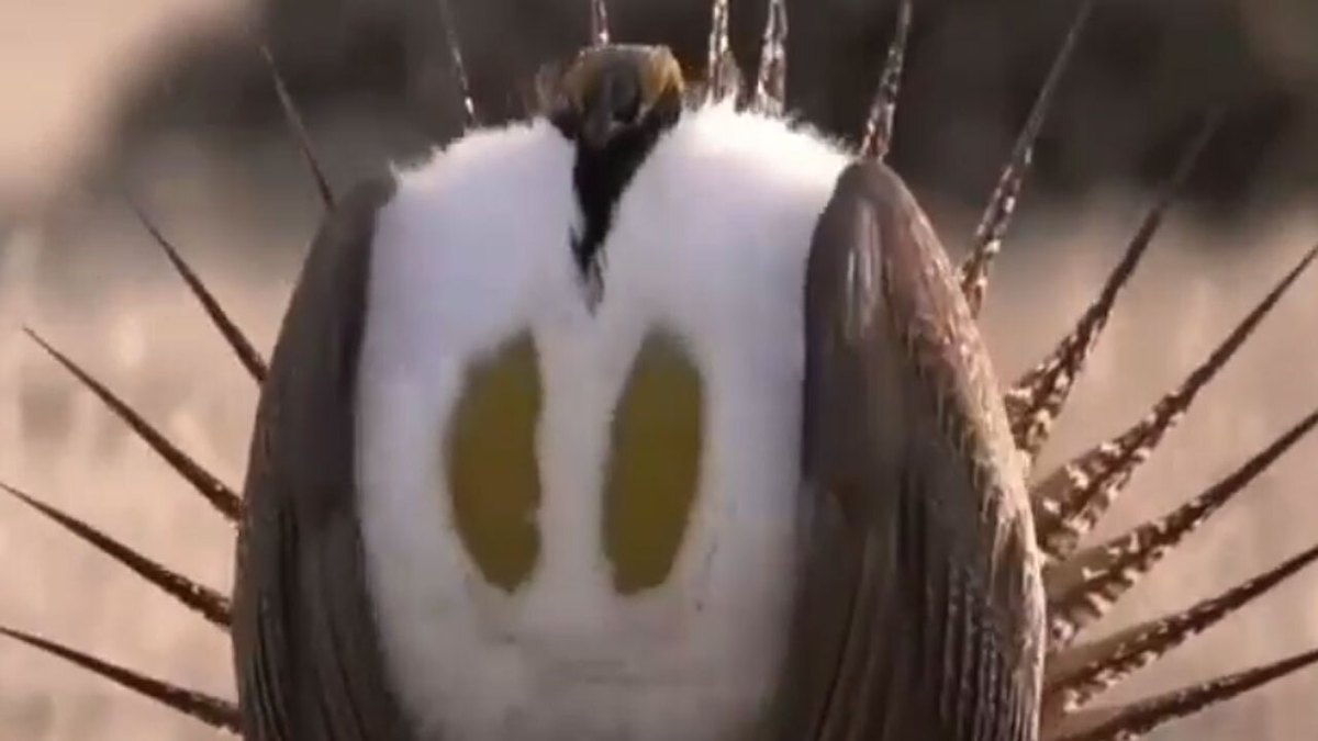 فیلم| حرکات سیاه خروس برنجساف برای پیدا کردن جفت
