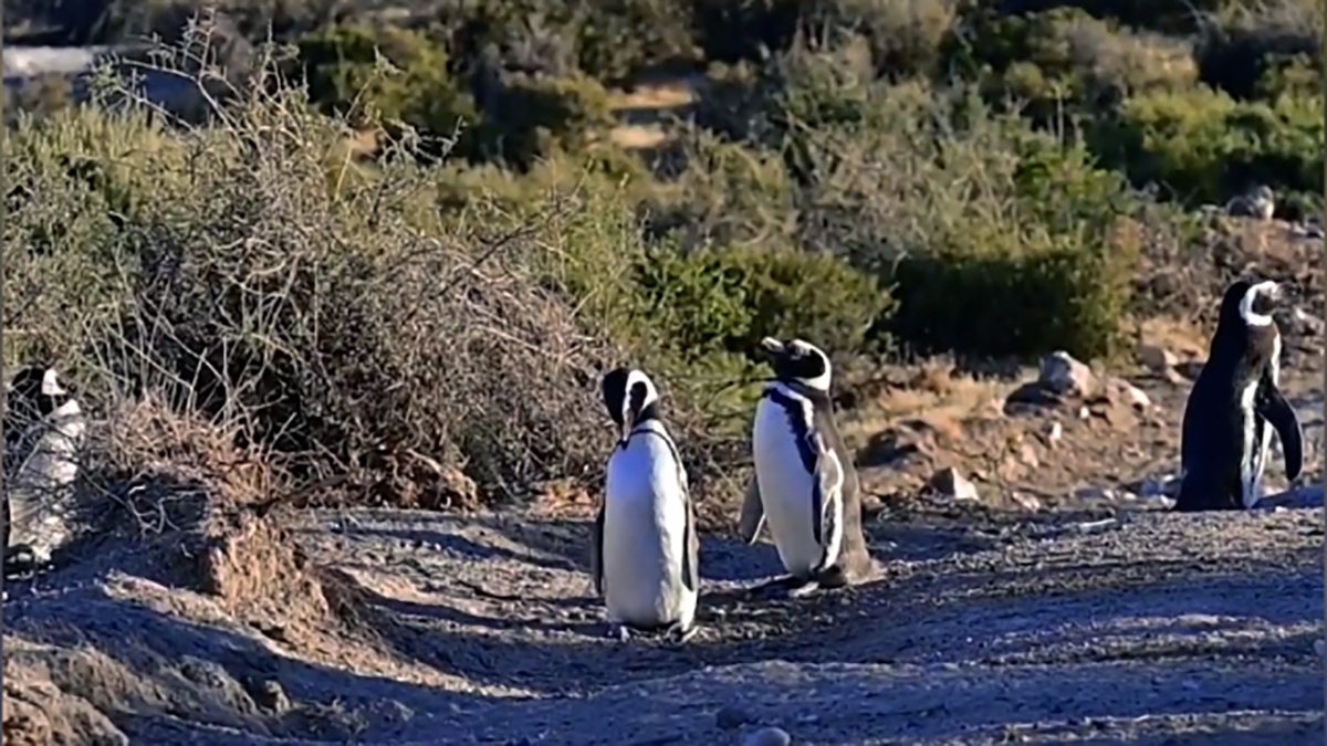 فیلم| خراب شدن لانه پنگوئن‌ها بر اثر راه سازی