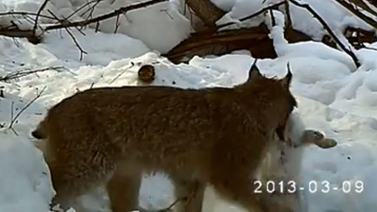 فیلم| لحظه شکار خرگوش توسط سیاه‌گوش وشق
