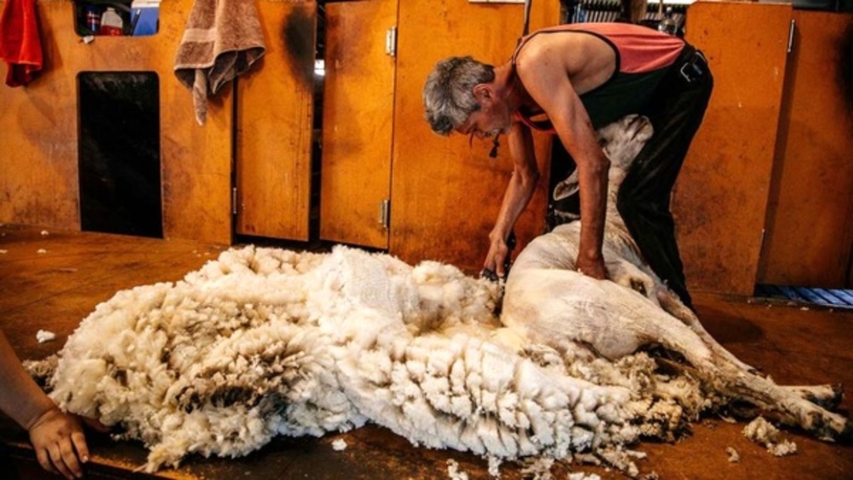 پیشنهاد تهاتری مغولستان به ایران درباره پشم گوسفندی