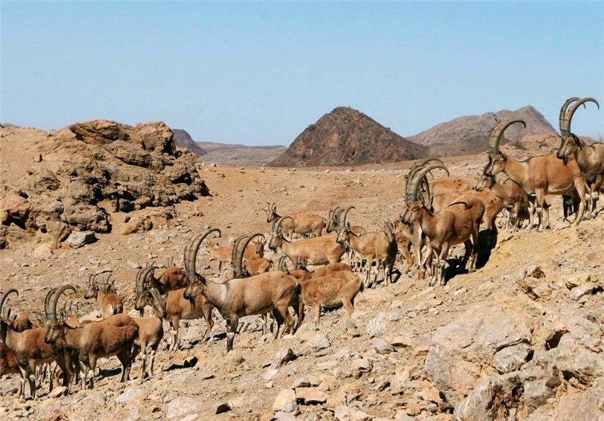 سرشماری جمعیت حیات وحش آذربایجان شرقی