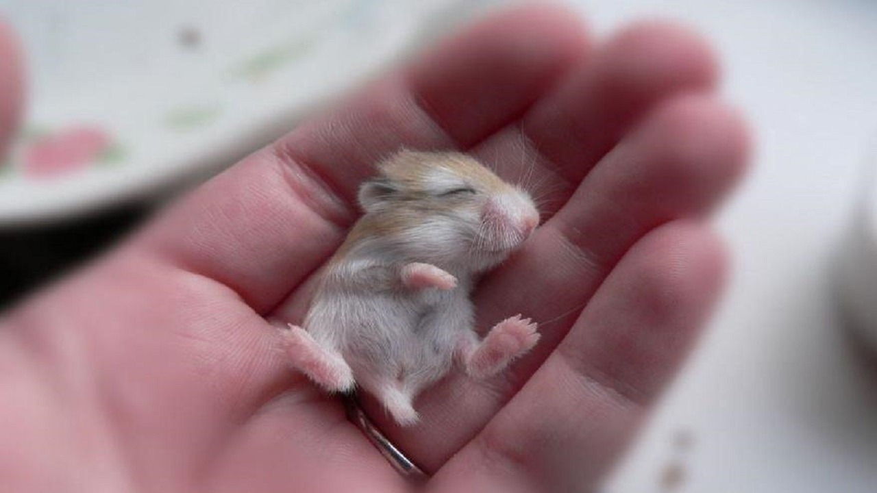 فیلم| رشد نوزادان همستر تا 15 روزگی