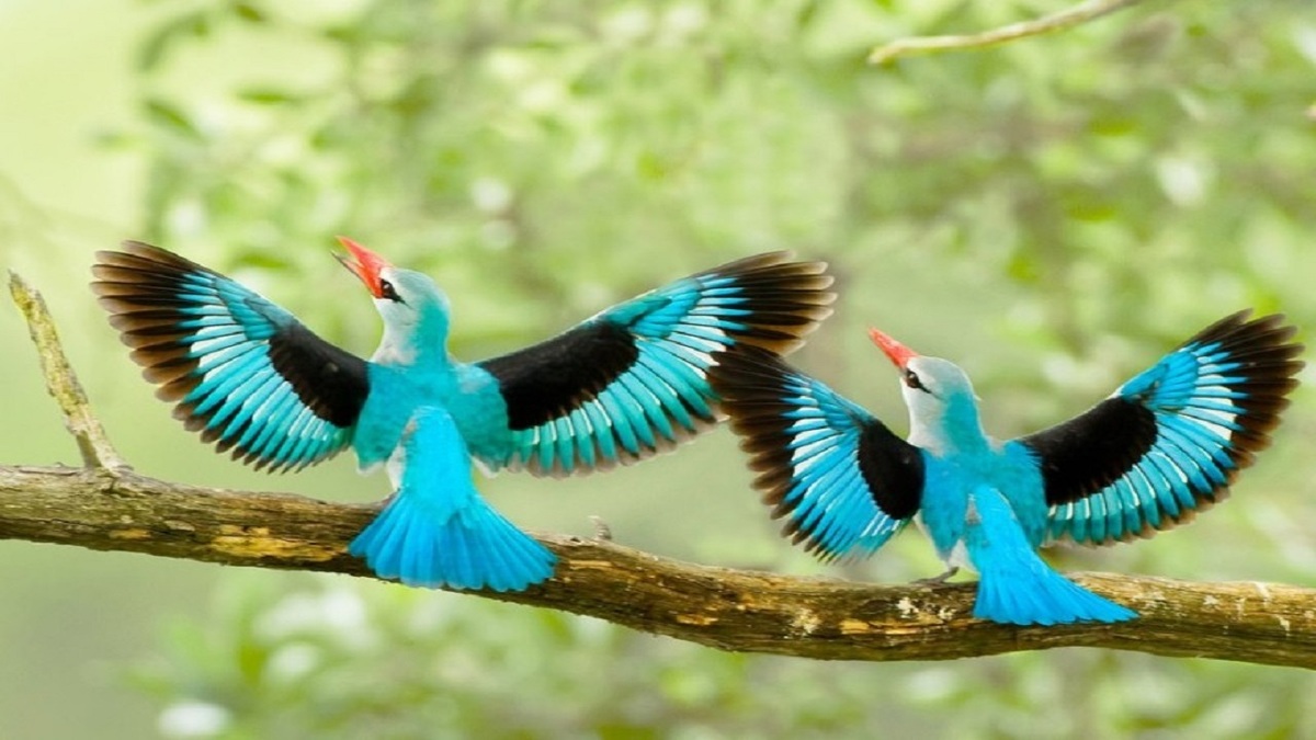 فیلم| ۱۰ پرنده‌ای که زیبایی آن‌ها منحصر به فرد است